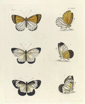 1. 2. Pieris Eudoxia; 3. 4. Pieris Chloris; 5. 6. Pieris Hypatia.