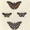 1. 4. Nymphalis (Charaxes ) Eudoxus; 2. 3. Hesperia Helops.