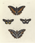 1. 4. Nymphalis (Charaxes ) Eudoxus; 2. 3. Hesperia Helops.