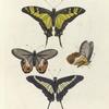 1. Papilio Thyastes; 2. 3. Hipparchia Nereis (male); 4. Papilio Asius.