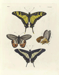 1. Papilio Thyastes; 2. 3. Hipparchia Nereis (male); 4. Papilio Asius.