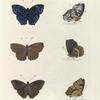 1. 2. Nymphalis Afer; 3. 4. Nymphalis Alphæa; 5. 6. Nymphalis Doriclæa.