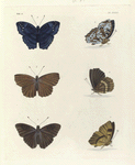 1. 2. Nymphalis Afer; 3. 4. Nymphalis Alphæa; 5. 6. Nymphalis Doriclæa.
