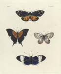 1. Heliconia Irene; 2. Nymphalis Iole; 3. Hipparchia Andromeda; 4. Heliconia Sappho.