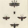 1. Pepsis Atrox; 2. Chlorion Ferox; 3. Atta Fervens; 4. Pepsis Severa.