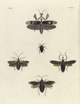 1. Pepsis Atrox; 2. Chlorion Ferox; 3. Atta Fervens; 4. Pepsis Severa.