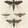 1. Mantis (Harpax) Ocellatia; 2. Pentatoma Bicolorata; 3. Cerbus ? Flaveolus; 4. Diaspidius Scapha; 5. Pyrrhocoris Princeps.