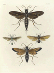 1. Mantis (Harpax) Ocellatia; 2. Pentatoma Bicolorata; 3. Cerbus ? Flaveolus; 4. Diaspidius Scapha; 5. Pyrrhocoris Princeps.