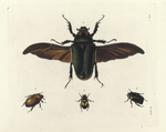 1. Cetonia Torquata; 2. Pelidnota Unicolor; 3. Rutela Lineola; 4. Macraspis Fucata.