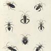 1. Ectrichodia Barbicornis; 2. Cerbus Falx; 3. Diactor Latipes; 4. Hammatocerus Purcis; 5. Cerbus Sanctus; 6. Raphigaster Validus; 7. Cerbus Umbrosus; 8. Hammatocerus conspicillaris.