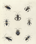 1. Ectrichodia Barbicornis; 2. Cerbus Falx; 3. Diactor Latipes; 4. Hammatocerus Purcis; 5. Cerbus Sanctus; 6. Raphigaster Validus; 7. Cerbus Umbrosus; 8. Hammatocerus conspicillaris.