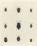 1. Pentatoma Catena; 2. Edessa Virens; 3. Largus Lineola; 4. Pentatoma  Spectabilis; 5. Pentatoma Rutilans; 6. Pentatoma Regia; 7. Aspongopus Janus; 8. Pentatoma Pulchella; 9. Sphærocoris Annulus.