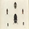 1. Elater (Tetralobus) Flabellicornis; 2. Elater (Agrypnus) Quadri-Maculatus; 3. Elater (Cardiophorus?) Pictus; 4. Elater (Semiotus) Ligneus; 5. Elater (Semiotus) Suturalis; 6. Elater (Chalcolepidius) Porcatus.