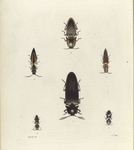 1. Elater (Tetralobus) Flabellicornis; 2. Elater (Agrypnus) Quadri-Maculatus; 3. Elater (Cardiophorus?) Pictus; 4. Elater (Semiotus) Ligneus; 5. Elater (Semiotus) Suturalis; 6. Elater (Chalcolepidius) Porcatus.