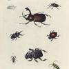 1. Flata---? Pupa---?; 2. CholusUrbanus; 3. Dynastes Claviger; 4. Hister (Oxysternus) Maximus; 5. Phanæus Festivus (female); 6. Copris Faunus; 7. Rhipicera Druræi; 8. Saperda Spectabilis.