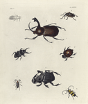 1. Flata---? Pupa---?; 2. CholusUrbanus; 3. Dynastes Claviger; 4. Hister (Oxysternus) Maximus; 5. Phanæus Festivus (female); 6. Copris Faunus; 7. Rhipicera Druræi; 8. Saperda Spectabilis.