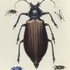 1. Pronus (Titanus) Giganteus; 2. Heilipus ? Scalaris; 3. Cerambyx (Cosmisoma) Plumicornis; 4. Cyphus 16-Punctatus; 5. Solenopus Cacicus.