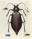 1. Pronus (Titanus) Giganteus; 2. Heilipus ? Scalaris; 3. Cerambyx (Cosmisoma) Plumicornis; 4. Cyphus 16-Punctatus; 5. Solenopus Cacicus.