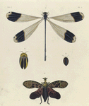 1. Lestes Cæruleata; 2. Lampyris  Gigantea; 3. Blatta (Phoraspis) Picta; 4. Fulgora Diadema.