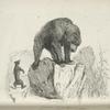 Ursus ferox.
