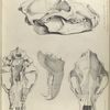 Scull of the Ursus ferox, supposed to be three years old.