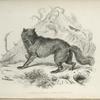 Canis Lupus,  var. Nubilus.