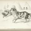 Canis Familiaris,  var. Lagopus.