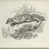 Canis (vulpes) fulvus.