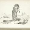 Arctomys (Spermophilus) Parryi.