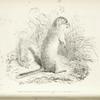 Arctomys (Spermophilus) Richardsonii.