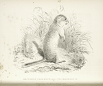 Arctomys (Spermophilus) Richardsonii.