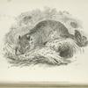 Arctomys (Spermophilus) Beecheyi.