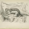 Arctomys (Spermophilus) Lateralis.