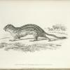 Arctomys (Spermophilus) Hoodii.