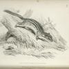 Sciurus (Tamias) Lysteri.