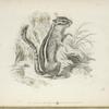 Sciurus (Tamias) Quadrivittatus.