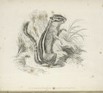 Sciurus (Tamias) Quadrivittatus.