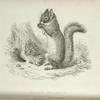 Sciurus Hudsonius.
