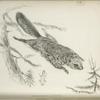 Pteromys Alpinus.