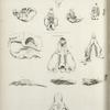 1-6. Geomys. ; 7-14. Aplodontia leporina.