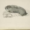 Diplostoma Douglasii.