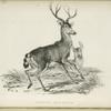 Cervus macrotis.
