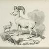 Ovis Montana.