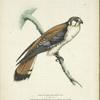 Falco sparverius, male.