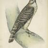 Falco æsalon, female.
