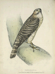 Falco æsalon, female.