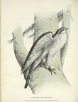 Accipiter (Astur) palumbarius, male.