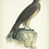 Buteo vulgaris, male.