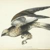 Buteo lagopus.