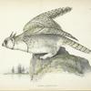 Bubo arcticus.
